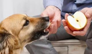 4个月小狗可以吃地瓜吗 狗可以吃红薯吗